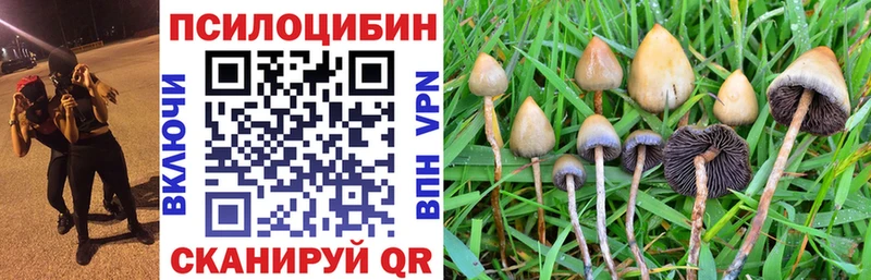 Псилоцибиновые грибы GOLDEN TEACHER  Купить  Грайворон 